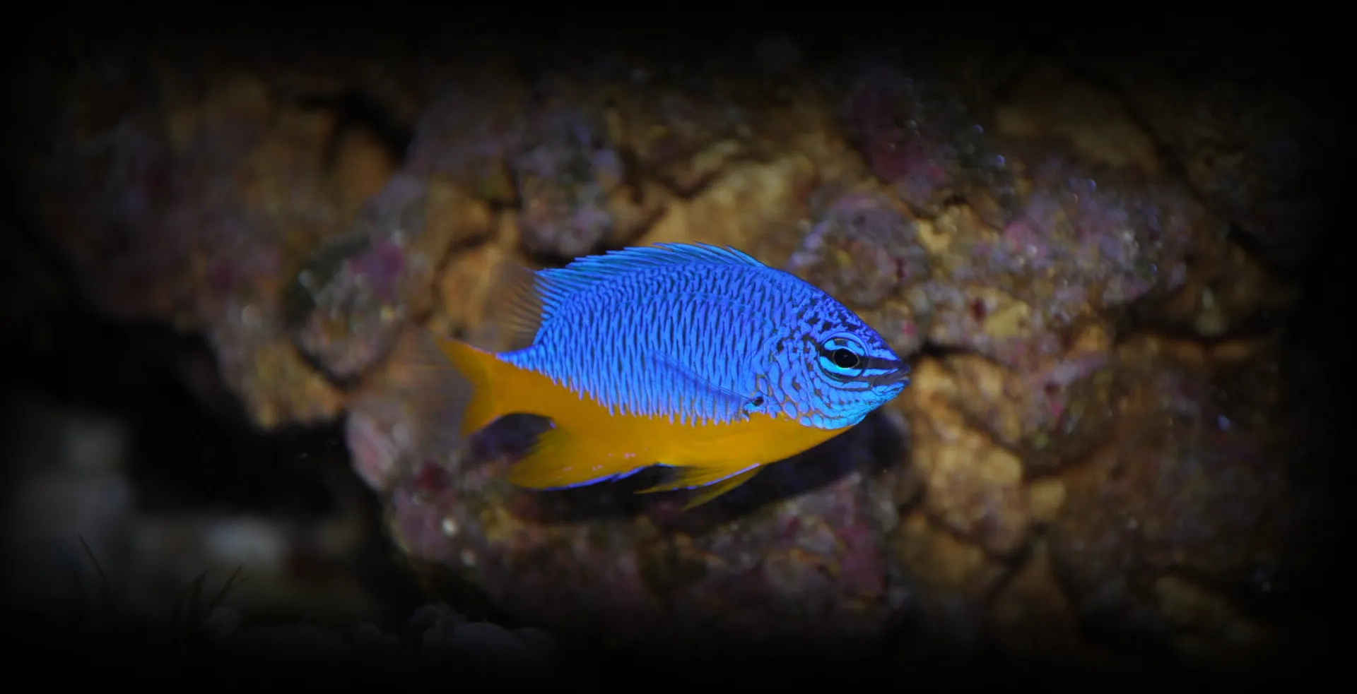 Imagem de fundo de Donzela Kupang - Poytara